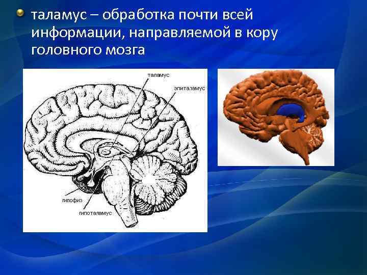 таламус – обработка почти всей информации, направляемой в кору головного мозга 