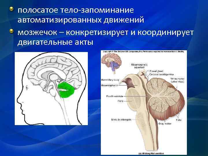 Полосатое тело. Полосатое тело функции. Полосатое тело и память. Полосатое тело делится на. Полосатой тело руководит актами.