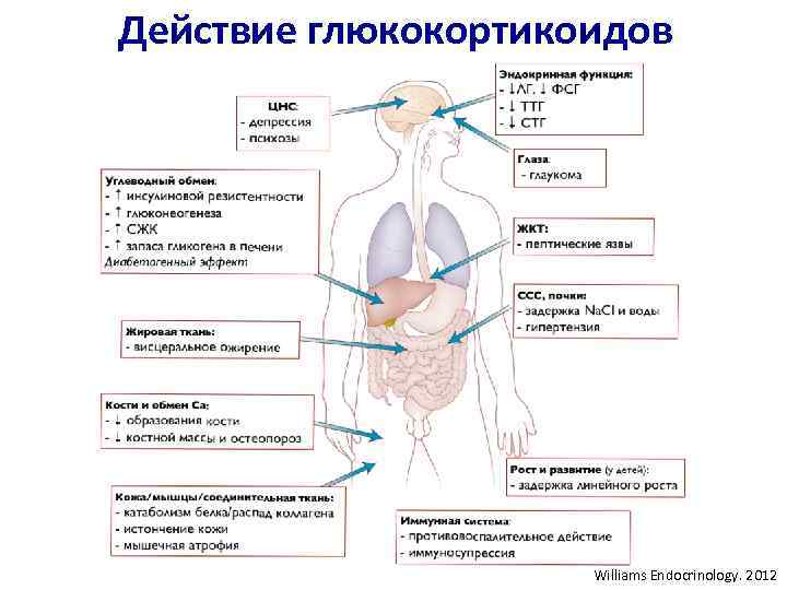 Гкс схема действия