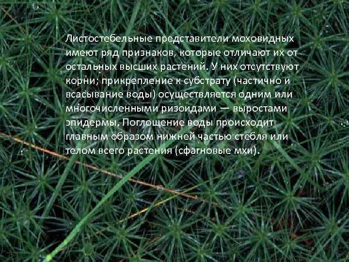 Листостебельные представители моховидных имеют ряд признаков, которые отличают их от остальных высших растений. У