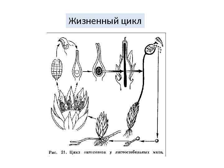 Жизненный цикл 