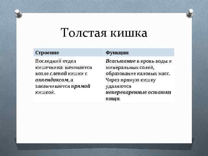 Толстая кишка Строение Функции Последний отдел кишечника: начинается возле слепой кишки с аппендиксом, а