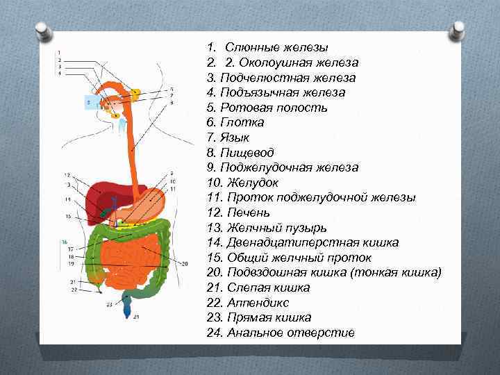 1. Слюнные железы 2. 2. Околоушная железа 3. Подчелюстная железа 4. Подъязычная железа 5.