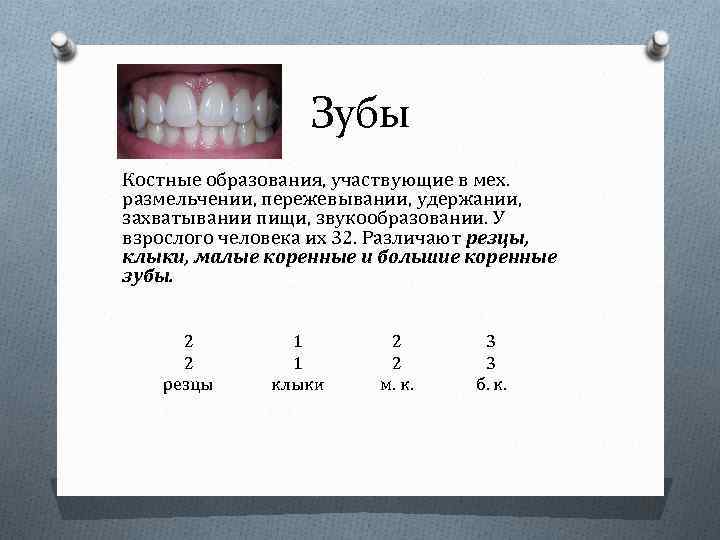 Зубы Костные образования, участвующие в мех. размельчении, пережевывании, удержании, захватывании пищи, звукообразовании. У взрослого