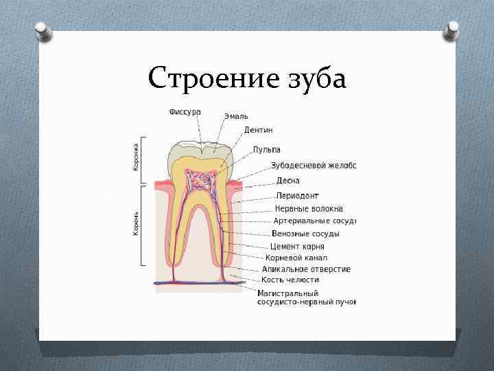 Строение зуба фото с описанием