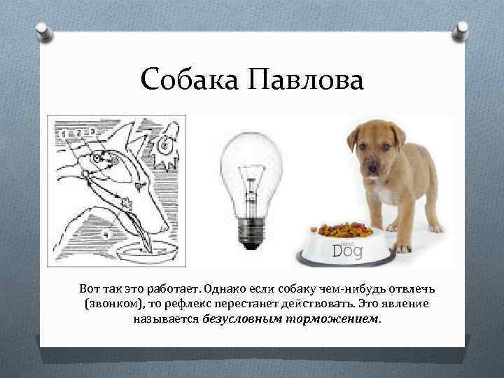 Собака Павлова Вот так это работает. Однако если собаку чем-нибудь отвлечь (звонком), то рефлекс