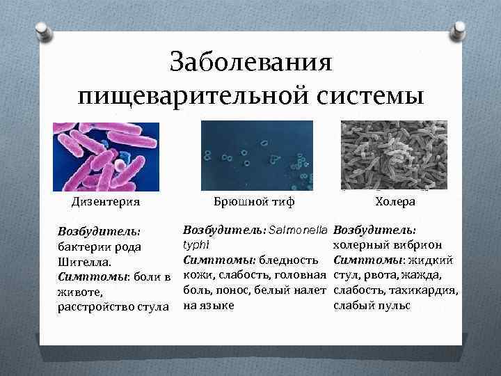 Брюшной тиф кишечные. Дизентерия брюшной тиф холера. Дизентерия возбудитель заболевания. Сальмонеллез, дизентерия, брюшной тиф, холера. Брюшной тиф сальмонеллез дизентерия.