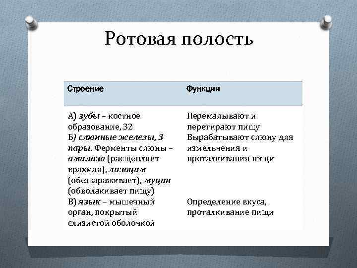 Ротовая полость функции