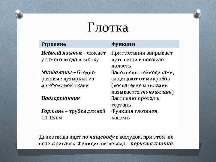 Глотка Строение Функции Небный язычок – свисает у самого входа в глотку При глотании