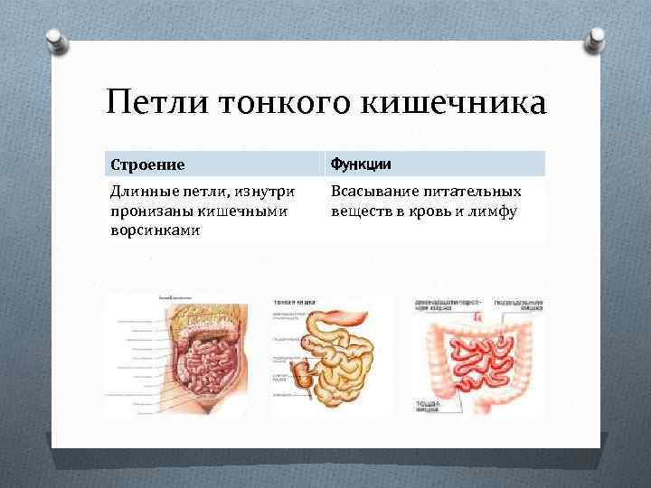 Петли тонкого кишечника Строение Функции Длинные петли, изнутри пронизаны кишечными ворсинками Всасывание питательных веществ
