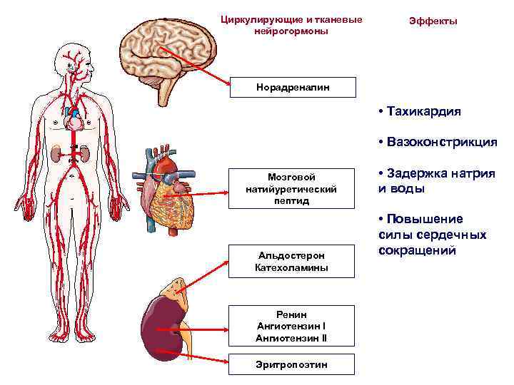 Циркулирующие и тканевые нейрогормоны Эффекты Норадреналин • Тахикардия • Вазоконстрикция Мозговой натийуретический пептид Альдостерон