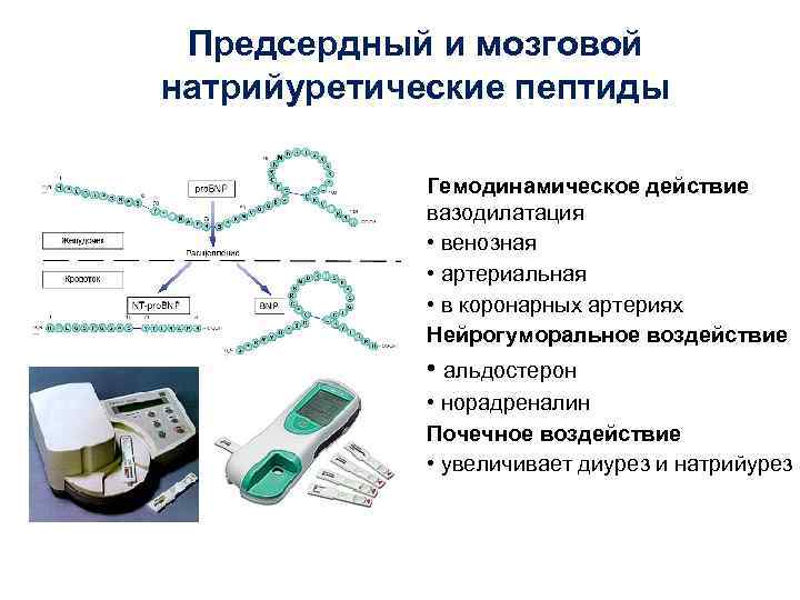 Предсердный и мозговой натрийуретические пептиды Гемодинамическое действие вазодилатация • венозная • артериальная • в