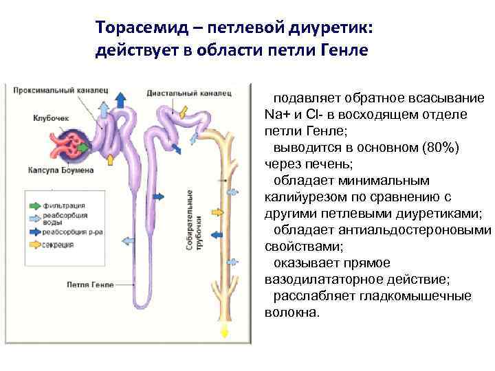 Торасемид – петлевой диуретик: действует в области петли Генле • подавляет обратное всасывание Na+