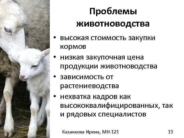 Схема технологии производства продукции овцеводства