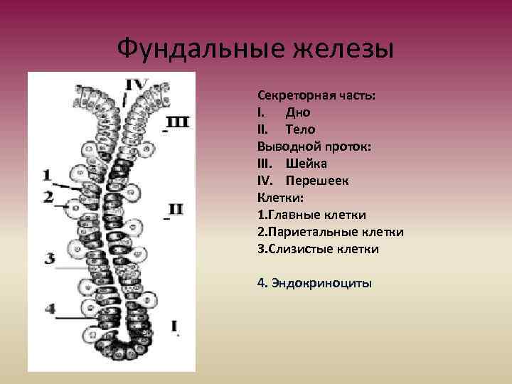 Фундальные железы Секреторная часть: I. Дно II. Тело Выводной проток: III. Шейка IV. Перешеек