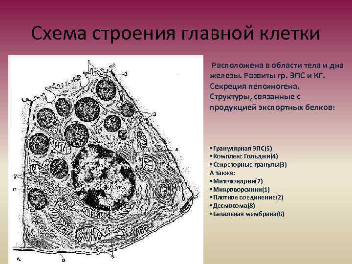 Строение главного