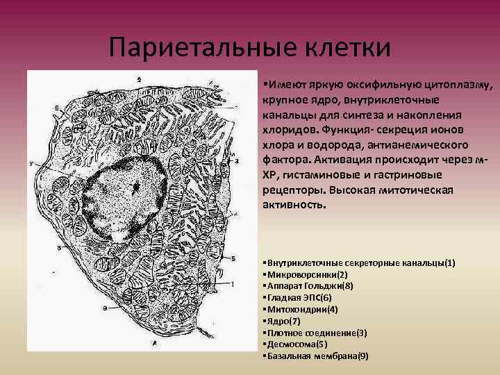 Париетальные клетки §Имеют яркую оксифильную цитоплазму, крупное ядро, внутриклеточные канальцы для синтеза и накопления