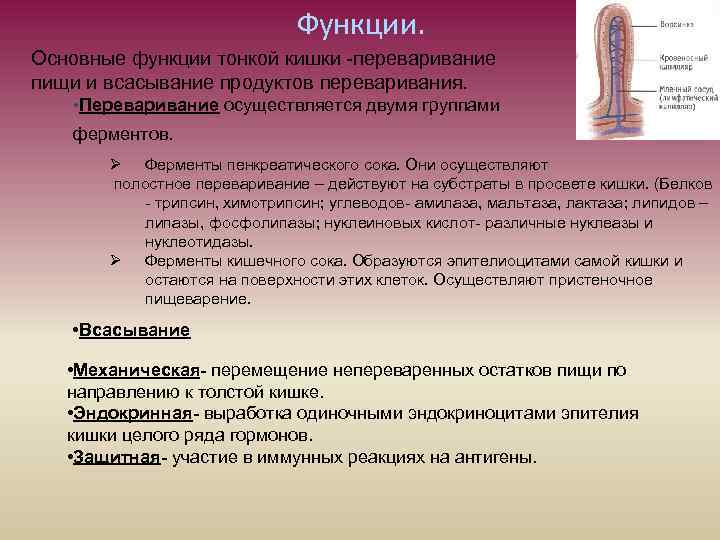 Функции. Основные функции тонкой кишки -переваривание пищи и всасывание продуктов переваривания. • Переваривание осуществляется