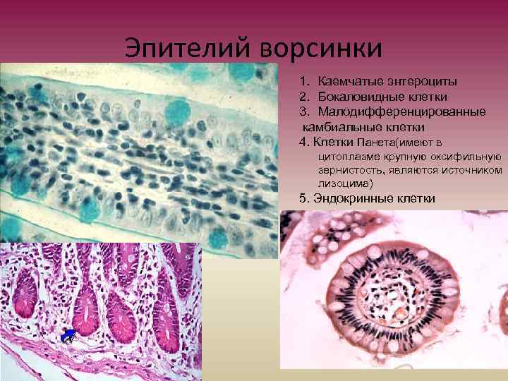 Эпителий ворсинки 1. Каемчатые энтероциты 2. Бокаловидные клетки 3. Малодифференцированные камбиальные клетки 4. Клетки