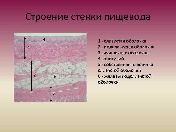 Строение стенки пищевода 4 1 5 2 6 3 1 - слизистая оболочка 2