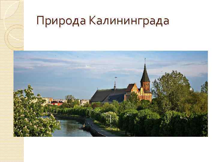 Природа Калининграда 