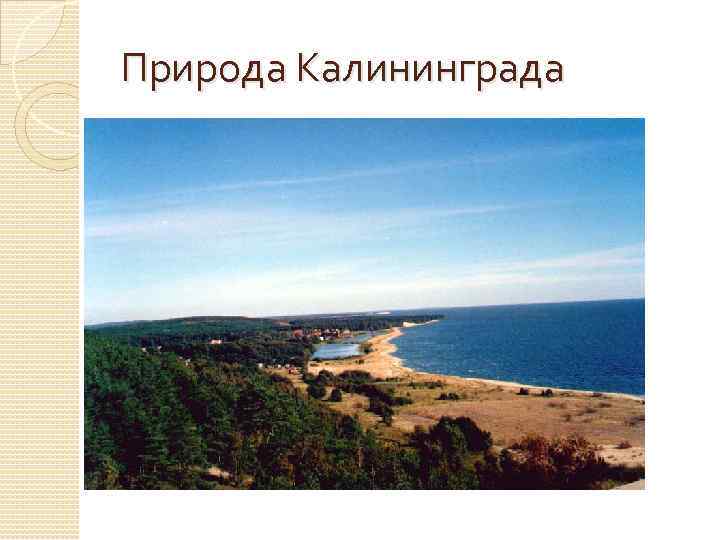 Природа Калининграда 