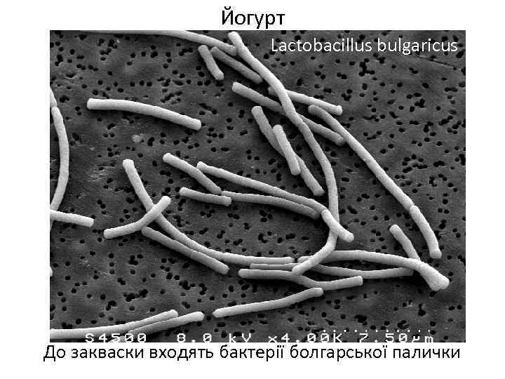 Йогурт Lactobacillus bulgaricus До закваски входять бактерії болгарської палички 