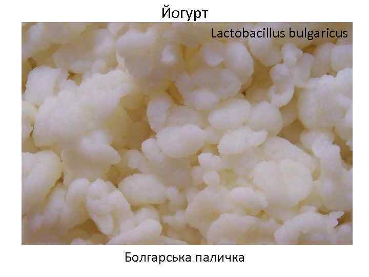 Йогурт Lactobacillus bulgaricus Болгарська паличка 