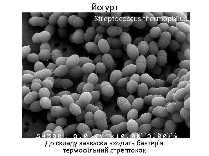 Йогурт Streptococcus thermophilus До складу закваски входить бактерія термофільний стрептокок 