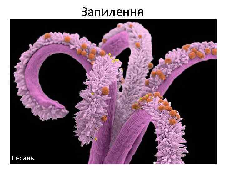 Запилення Герань 