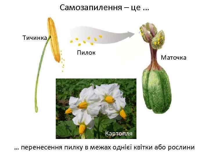 Самозапилення – це … Тичинка Пилок Маточка Картопля … перенесення пилку в межах однієї