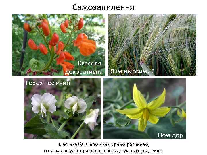 Самозапилення Квасоля декоративна Ячмінь озимий Горох посівний Помідор Властиве багатьом культурним рослинам, хоча зменшує