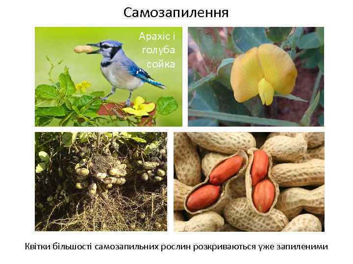 Самозапилення Арахіс і голуба сойка Весняні переважно нестатеві квітки Квітки більшості самозапильних рослин розкриваються