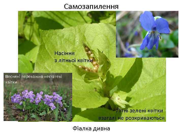 Самозапилення Насіння з літньої квітки Весняні переважно нестатеві квітки Літні зелені квітки взагалі не