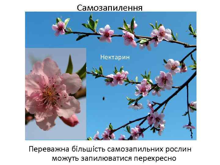 Самозапилення Нектарин Весняні переважно нестатеві квітки Переважна більшість самозапильних рослин можуть запилюватися перехресно 