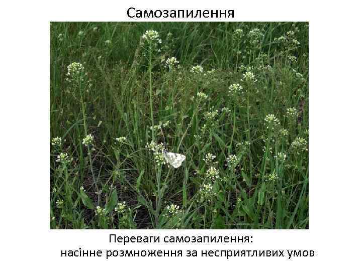 Самозапилення Весняні переважно Переваги самозапилення: насінне розмноження за несприятливих умов 