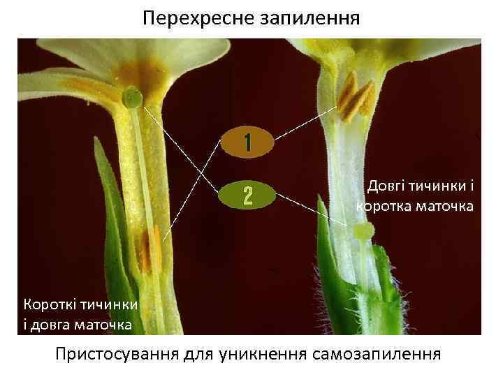 Перехресне запилення Весняні переважно нестатеві квітки Довгі тичинки і коротка маточка Короткі тичинки і