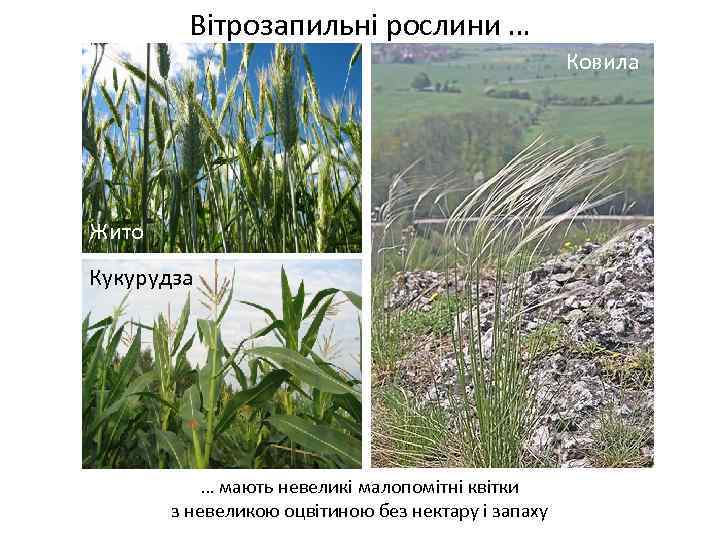 Вітрозапильні рослини … Ковила Жито Кукурудза Весняні переважно нестатеві квітки … мають невеликі малопомітні
