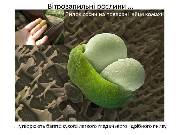 Вітрозапильні рослини … Пилок сосни на поверхні яйця комахи Весняні переважно нестатеві квітки …