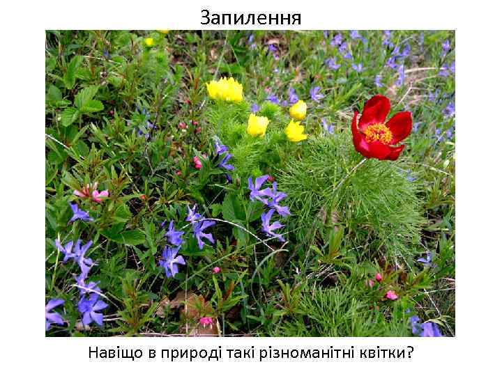 Запилення Навіщо в природі такі різноманітні квітки? 