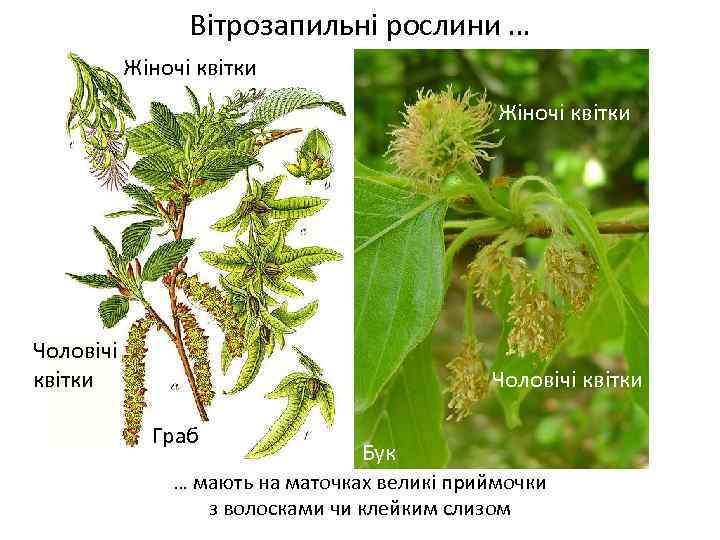 Вітрозапильні рослини … Жіночі квітки Весняні переважно нестатеві квітки Чоловічі квітки Граб Бук …