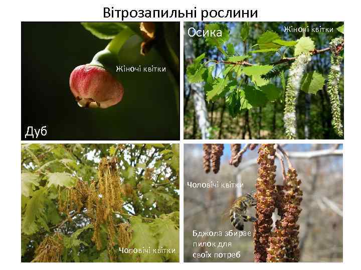 Вітрозапильні рослини Осика Жіночі квітки Дуб Весняні переважно нестатеві квітки Чоловічі квітки Бджола збирає