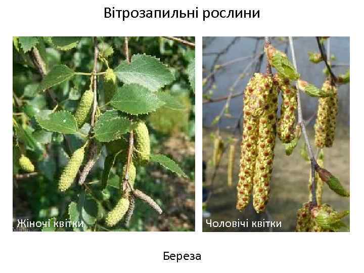 Вітрозапильні рослини Весняні переважно нестатеві квітки Жіночі квітки Чоловічі квітки Береза 