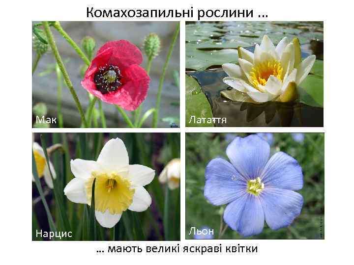 Комахозапильні рослини … Мак Латаття Весняні переважно нестатеві квітки Нарцис Льон … мають великі