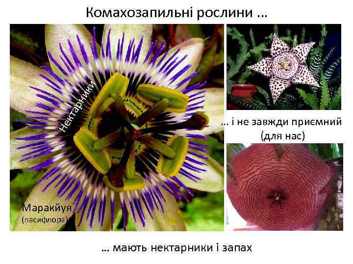 Не кта рн ик и Комахозапильні рослини … Весняні переважно нестатеві квітки … і