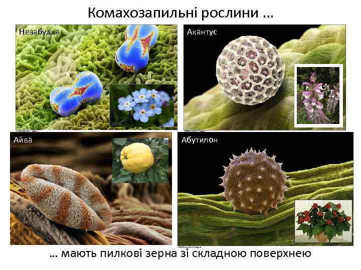 Комахозапильні рослини … Незабудка Айва Весняні переважно нестатеві квітки Акантус Абутилон … мають пилкові