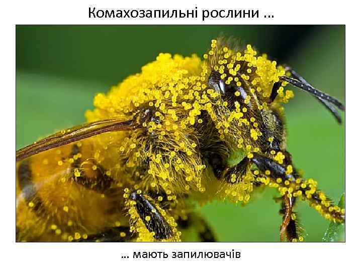 Комахозапильні рослини … Весняні переважно нестатеві квітки … мають запилювачів 