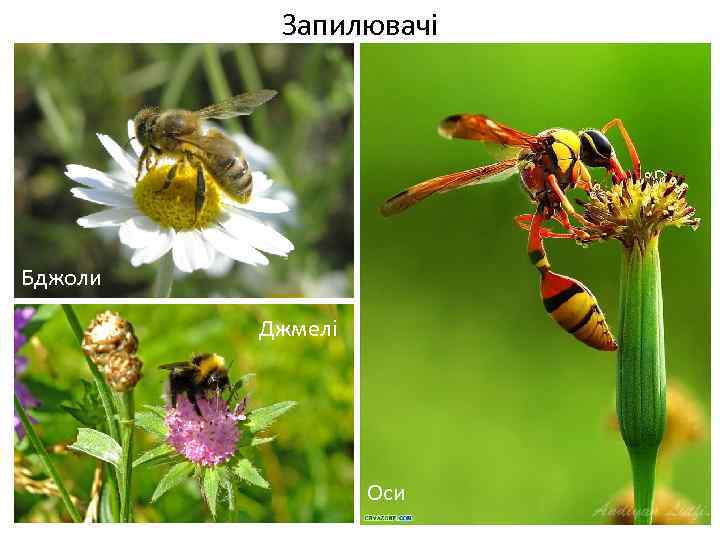 Запилювачі Бджоли Весняні переважно нестатеві квітки Джмелі Оси 