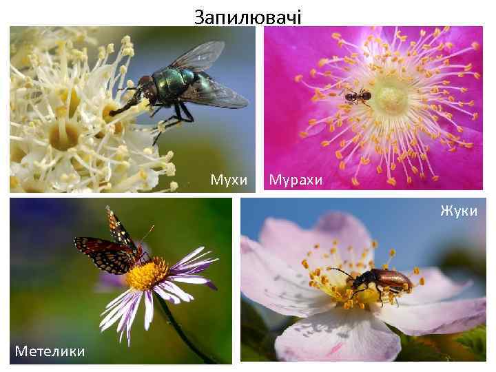 Запилювачі Мухи Весняні переважно нестатеві квітки Метелики Мурахи Жуки 