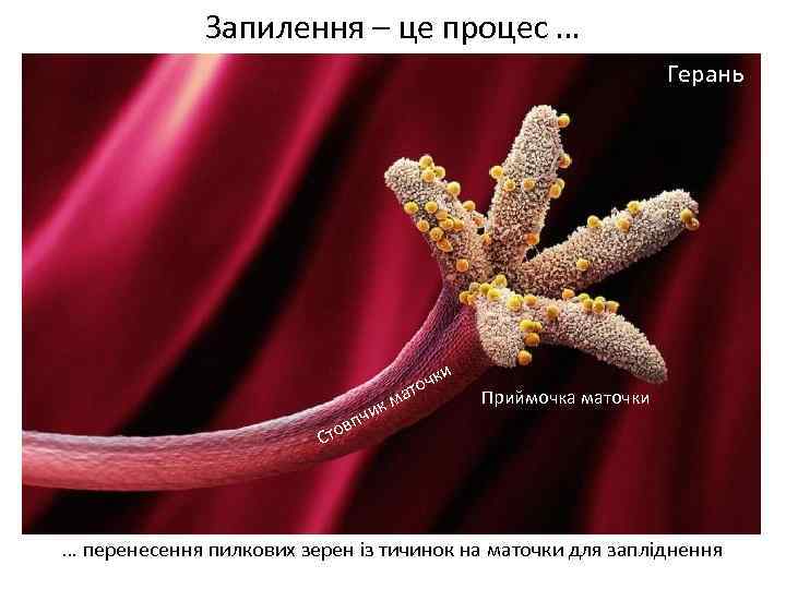 Запилення – це процес … Герань к пчи м и очк ат Приймочка маточки